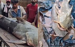 Phát hiện hàng loạt cá lạ sau lũ quét ở Nepal