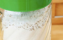 Thấy kiến trong hũ đường nên làm gì đầu tiên?