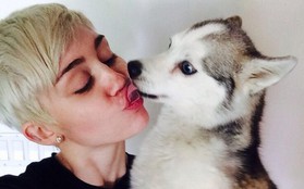Miley khóc trên sân khấu vì chó cưng vừa qua đời