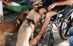 Những chú chó kéo xe của người đàn ông bị liệt hai chân ở Lý Sơn