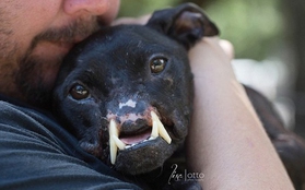Cuộc sống mới của chú chó pitbull chỉ còn nửa khuôn mặt 