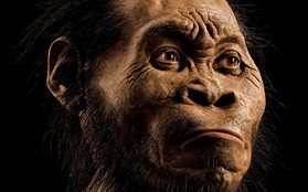Phát hiện chủng mới của tổ tiên loài người ở Nam Phi