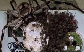 Kinh hãi cảnh nhện mẹ khổng lồ và hàng trăm con làm tổ trên thiết bị điện tử