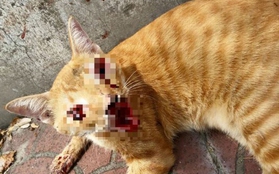 Cư dân mạng phẫn nộ vì vụ bạo hành mèo dã man ở Đài Loan