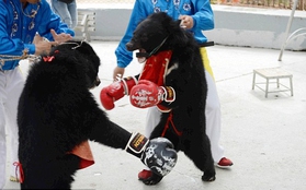 Những võ sĩ gấu đấm nhau như thật trên sàn đấu quyền anh biến tướng