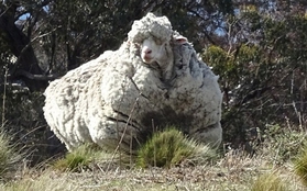 Chú cừu trông như quái vật béo ú vì không được cạo lông