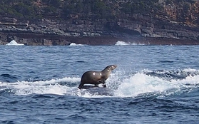 "Dân chơi" hải cẩu cưỡi cá voi lướt sóng tít mù