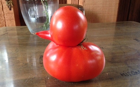 Quả cà chua đột biến tự mọc thành hình vịt con