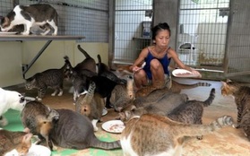 Singapore: Người phụ nữ suy dinh dưỡng nặng vì nuôi 150 con mèo