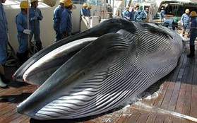 Nhật Bản vẫn lén lút săn bắt cá voi trái phép để... ăn
