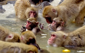 Vườn thú ưu tiên cho bầy khỉ tắm spa nhân dịp tiết Đông chí