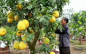 Độc đáo một cây có 10 loại quả ở Hà Nội