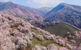 Thung lũng hoa mai hương sắc đẹp đến cạn lời ở Tân Cương