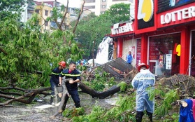 Hà Nội: Không thể nói cây đổ trong bão số 1 là do sai quy trình
