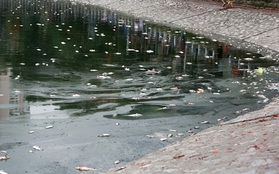 Hà Nội: Cá chết nổi trắng hồ Hoàng Cầu