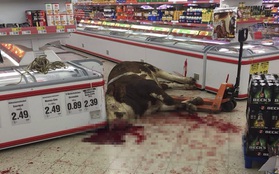 Chú bò bị bắn chết dã man giữa siêu thị