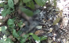 Nghệ An: Phát hiện thi thể nữ sinh lớp 7 đang phân hủy trong rừng