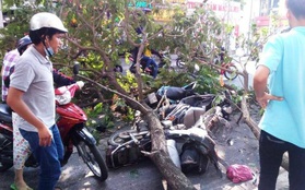 Ba người bị nhánh cây me tây đè trúng trên đường phố Sài Gòn