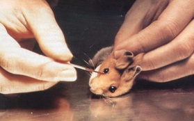 Số phận nào sẽ đến với các loài động vật sau khi thí nghiệm?