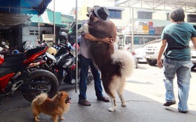 Có em chó Alaska khổng lồ cao 1m76, nặng 73kg bên cạnh thì cần gì người yêu nữa