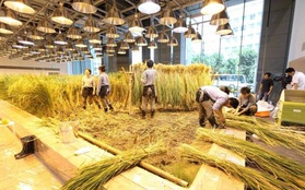 Mãn nhãn với cảnh tượng đồng lúa, vườn rau ngay giữa văn phòng 9 tầng ở trung tâm Tokyo