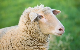 Nội tạng hiến tặng được "nuôi" trong cừu và lợn