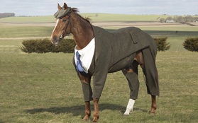 Làm quen với anh ngựa mặc vest bảnh trai nhất thế giới