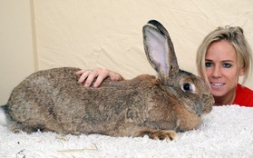 Chú thỏ khổng lồ mới 18 tháng đã lớn ngang đứa trẻ 7 tuổi
