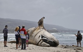 Mỹ: Bất chấp mùi hôi thối, người dân nô nức kéo đến chụp ảnh với xác cá voi 30 tấn dạt bờ