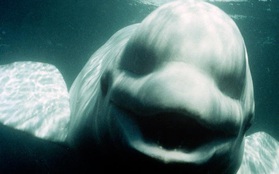NOC - chú cá voi học tiếng người để thể hiện sự khó chịu với... con người