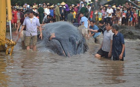 Hàng ngàn người tham gia giải cứu cá voi hơn 10 tấn mắc cạn ở bãi biển Nghệ An