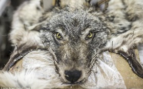 Theo chân những người thợ săn ở Siberia đi lột da chó sói