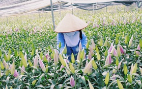 Người trồng hoa ở Mê Linh chi hàng trăm triệu đưa hoa ly lên Sa Pa "lánh nạn"