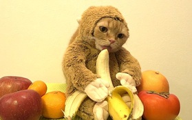 Clip chú mèo hóa trang thành khỉ ăn chuối gây tranh cãi lớn
