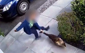 Chú mèo vùng lên trả thù sau khi bị cậu bé 5 tuổi hành hạ dã man