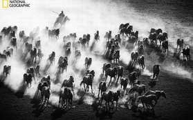 Những bức ảnh đẹp ngỡ ngàng về thế giới tự nhiên trong cuộc thi của Tạp chí National Geographic