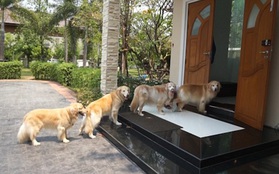 Hình ảnh đàn chó xếp hàng để chờ được rửa chân trước khi bước vào nhà gây sốt