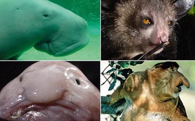 Những loài vật này có nguy cơ tuyệt chủng hết chỉ  vì quá... xấu