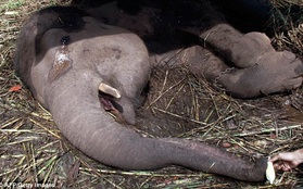 Chú voi trong vườn thú Indonesia bật khóc khi cận kề cái chết