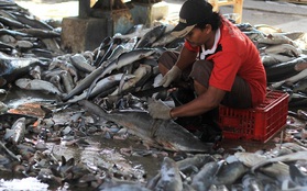 Rùng mình cảnh hàng nghìn con cá mập bị xẻo vây, phơi xác giữa chợ Indonesia