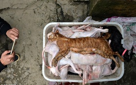 Người yêu động vật giả danh, nhận hàng trăm chú mèo về nuôi rồi giết thịt và bán cho nhà hàng