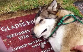 Vì sao có những chú chó chờ đợi hàng năm trời bên mộ của chủ nhân?