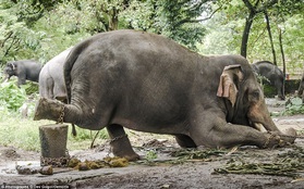 Bị trói nhốt, đâm mù mắt - Nỗi đau khôn cùng của những chú voi tại những ngôi đền thiêng Ấn Độ