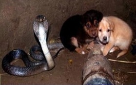 Ngã xuống giếng, cặp cún con được rắn hổ mang chúa bảo vệ suốt 48 tiếng