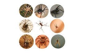 Trong số này, con nhện nào sẽ không cắn nếu bạn vô tình chạm mặt?