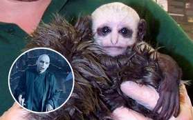 Khỉ con có khuôn mặt giống chúa tể Voldemort