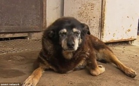Gương mặt buồn thiu trước khi qua đời của cô chó già nhất thế giới