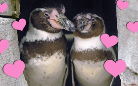 Thế giới phát cuồng trước chuyện tình đẹp của 2 chú chim cánh cụt đồng tính đã yêu nhau 10 năm
