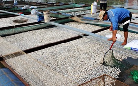 Cá bè chết hàng loạt ở Đồng Nai là do thiếu ôxy
