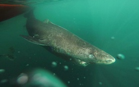 Gặp gỡ "cụ" cá mập 400 tuổi thành tinh nhưng chưa bao giờ cắn cáp quang